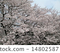 櫻桃樹 14802587