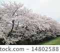 排櫻桃樹 14802588
