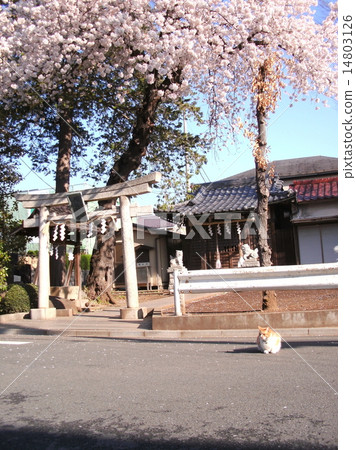 Relaxing cat at the cherry tree of the shrine Relaxing cat at the cherry tree of the shrine 14803126