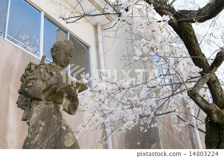 Kinjiro Ninomiya and Cherry Blossoms 4 14803224