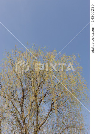 Willow Willow 14803259