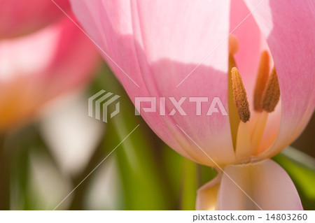 Tulip 14803260
