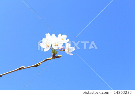Cherry Blossoms Cherry Blossoms 14803283