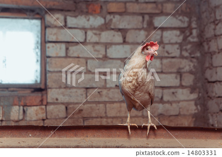 White chicken 14803331