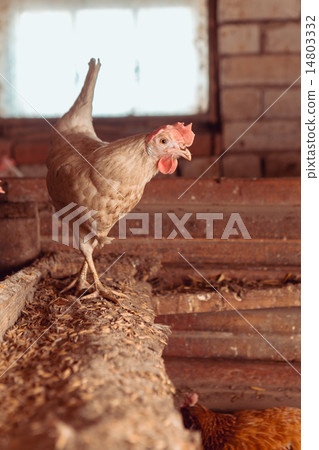 White chicken 14803332