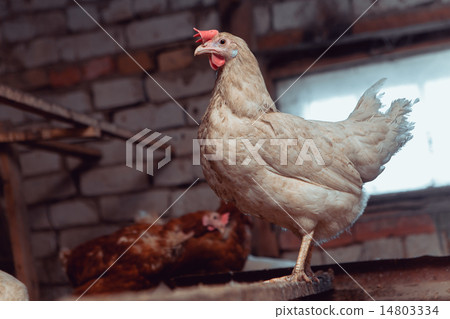 White chicken 14803334