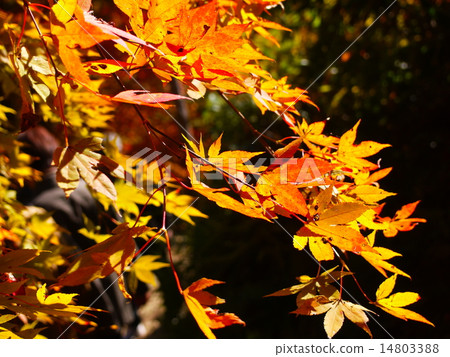 Maple 3 Maple 3 14803388