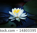 白蓮花 14803395