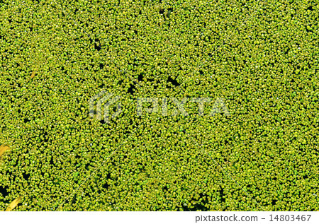 green duckweed on water as background 14803467