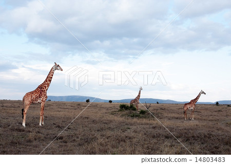 Masai or Kilimanjaro Giraffe 14803483
