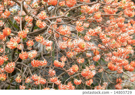 Mitsumata（Akabana Mitumata）1 14803729