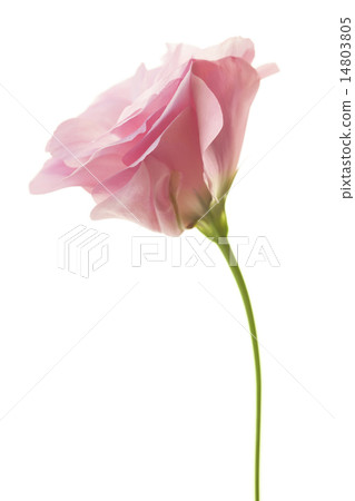 Fresh pink minimalistic eustoma isolated on white Fresh pink minimalistic eustoma isolated on white 14803805