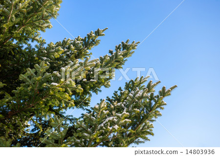 pine tree covered witrh snow 14803936