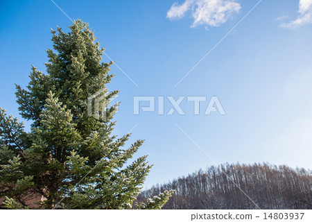 pine tree covered witrh snow 14803937