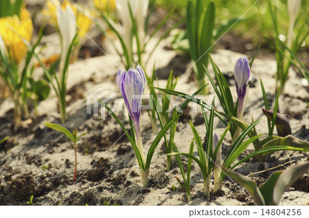 Crocus flower 14804256