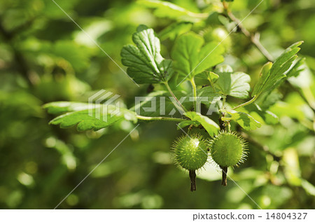 Gooseberries on a Bush 14804327