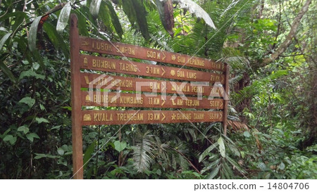 Taman Negara國家公園，馬來西亞 14804706