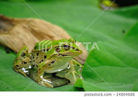 Lotus leaf and T. gull frog Lotus leaf and T. gull frog 14804886