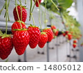Strawberry  14805012