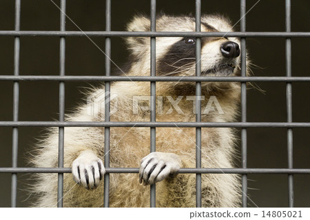 Prison body Prison body 14805021