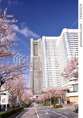 橫濱櫻花大道 橫濱櫻花大道 14805029