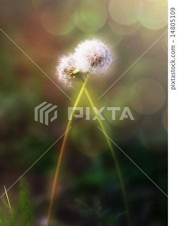 A fluff lover 14805109