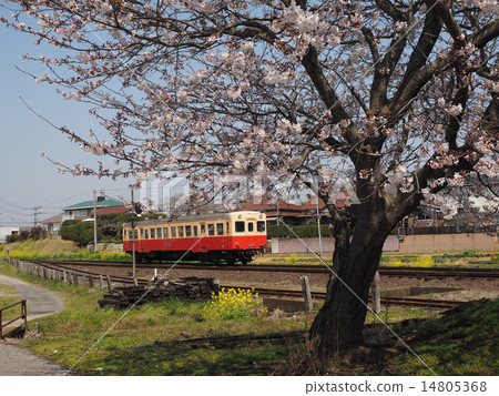 Spring Kominato Railway 14805368