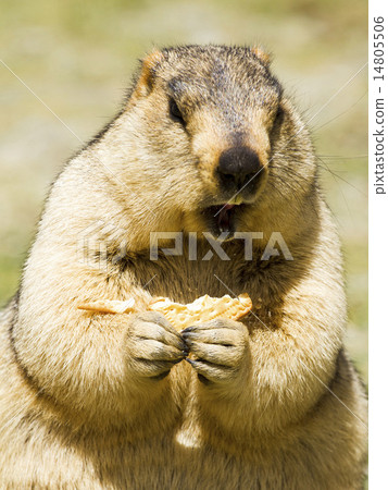 Hungry himalayan marmot (groundhog) with bisquit 14805506