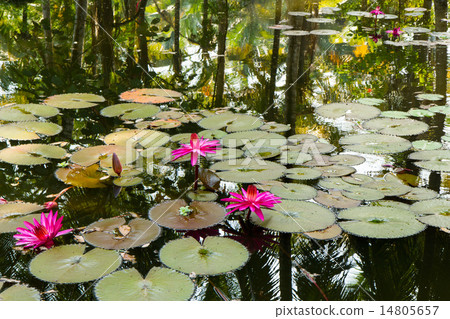Water lily in the lagoon in the rain forest Water lily in the lagoon in the rain forest 14805657