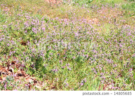 Hotokenosa flowers 14805685