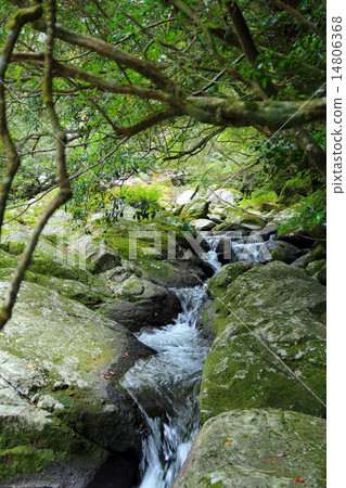Yakushima Shiratani Unsuikyo Yakushima Shiratani Unsuikyo 14806368