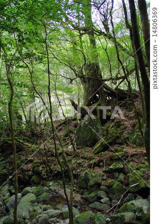Yakushima Shiratani Unsuikyo Yakushima Shiratani Unsuikyo 14806369