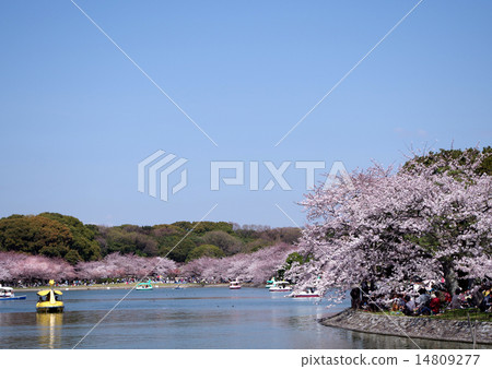 Cherry blossoms at Akashi park 14809277