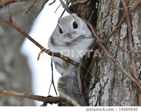 Momonga Stock Photo