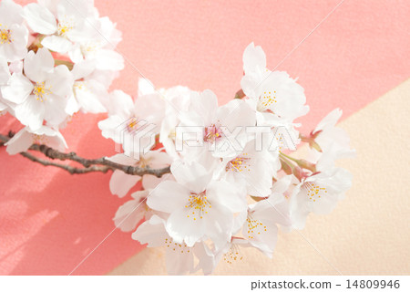 春天的形象 春天的形象 14809946