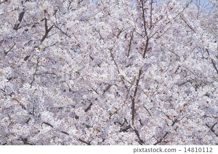 Yoshino cherry tree 14810112