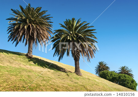 Two palm in sunny day. Two palm in sunny day. 14810156