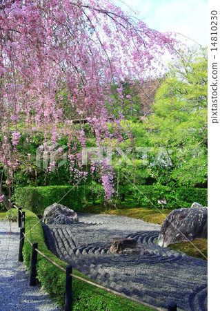 伙計櫻花在囤積的房子裡 伙計櫻花在囤積的房子裡 14810230