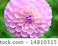 Dahlia flower 14810315