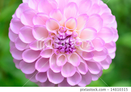 Dahlia flower 14810315