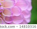 Dahlia flower 14810316