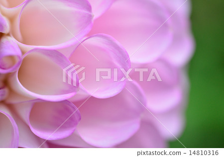 Dahlia flower 14810316