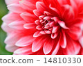 Dahlia flower 14810330