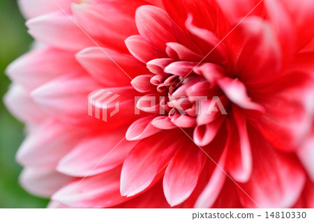 Dahlia flower 14810330