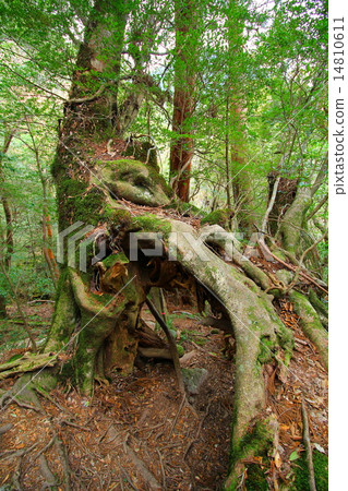 屋久島白谷雲水峽 14810611