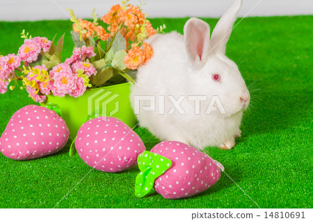 White rabbit on the grass with basket Easter eggs White rabbit on the grass with basket Easter eggs 14810691