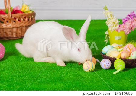 White rabbit on the grass with basket Easter eggs White rabbit on the grass with basket Easter eggs 14810696