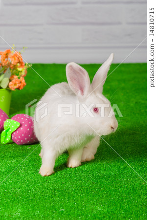 White rabbit on the grass with basket Easter eggs White rabbit on the grass with basket Easter eggs 14810715