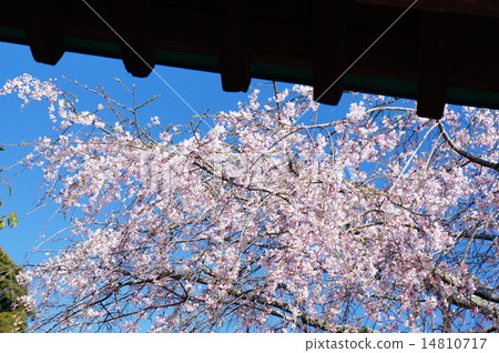 Cherry blossoms at Kamakura Mitsunoriji Cherry blossoms at Kamakura Mitsunoriji 14810717