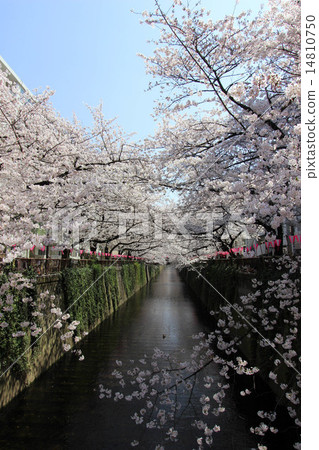Cherry blossoms of Meguro River 14810750